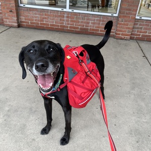 Fundraising Page: Mia Howard